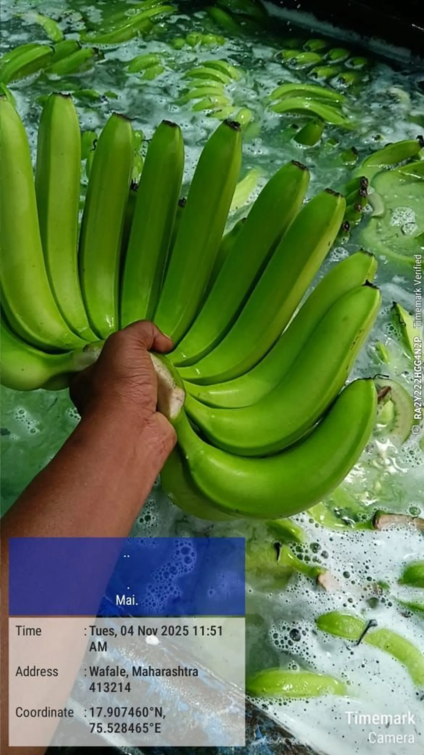 Freshly harvested green bananas being washed at a farm in Maharashtra, India