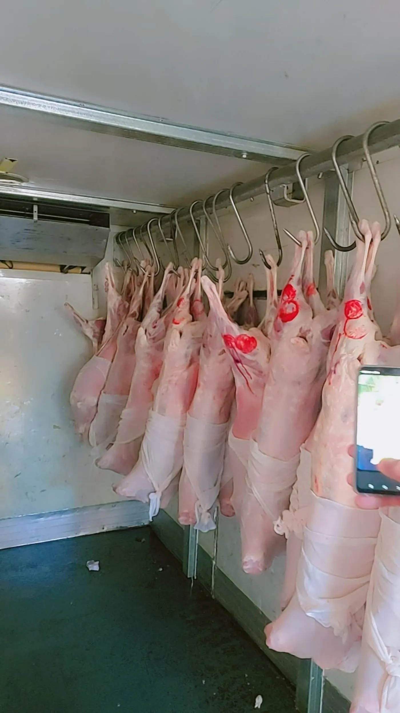 Whole halal lamb carcasses in a refrigerated transport truck