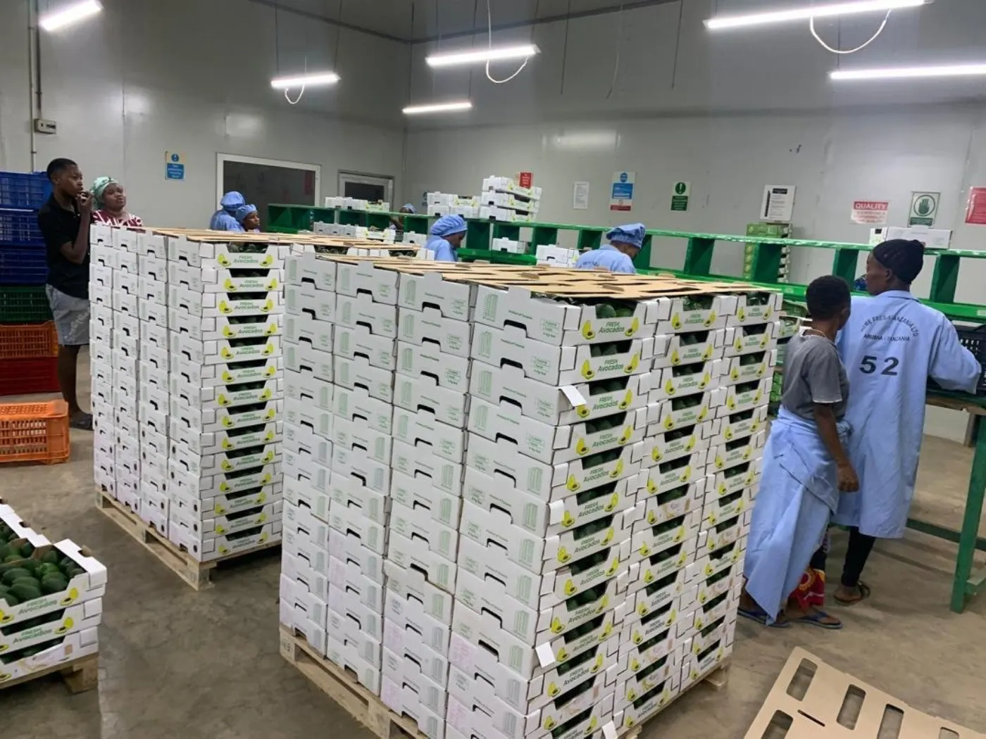 Pallets of boxed fresh avocados in a fruit packhouse